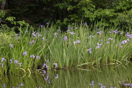 La mare aux grenouilles