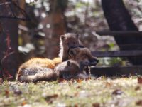 2018 05 11 Daniel Voyer 582