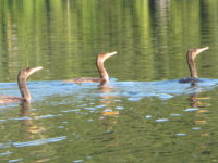 2017 08 27 Daniel Giraud 616