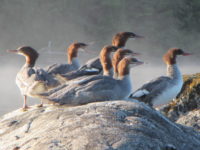 2017 08 27 Daniel Giraud 616