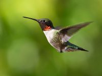 2017 07 05 Daniel Voyer 582